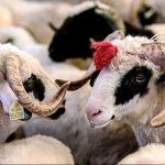 Din İşleri Başkanlığı vekâlet yoluyla kurban kesim bedellerini açıkladı