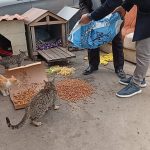 Doğayı ve Canlıyı Koruma Derneği, sokak hayvanlarını besledi