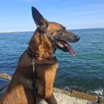 KARK'ın arama kurtarma köpeği Sebil, Tekirdağ’da bir enkaz çalışmasına katıldı