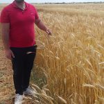 Mormenekşe'deki deneme parsellerinde 4 arpa çeşidi öne çıktı