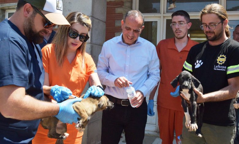 Lefkoşa Barınağı’ndaki hayvanlara sağlık kontrolü