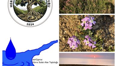 Yeniboğaziçi Salamis Sulak Alanı'nda temizlik yapılacak