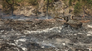 Fransa'nın Landes vilayetindeki orman yangınında 1580 hektarlık alan küle döndü