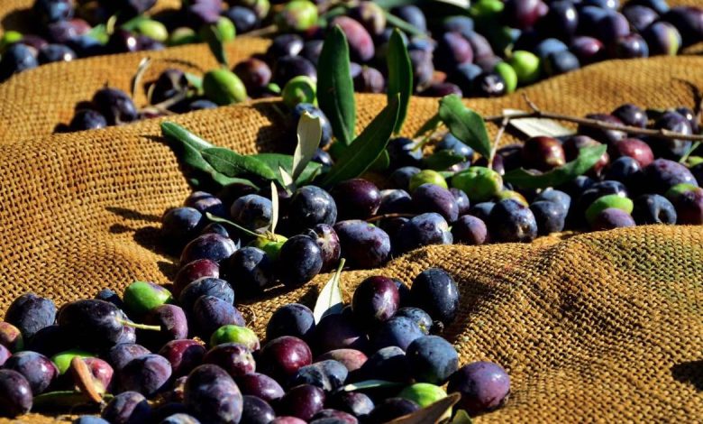 Gazimağusa ilçesi zeytin hasadı başlama tarihleri belirlendi