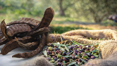 Güzelyurt'ta zeytin ve harup hasat tarihleri belirlendi