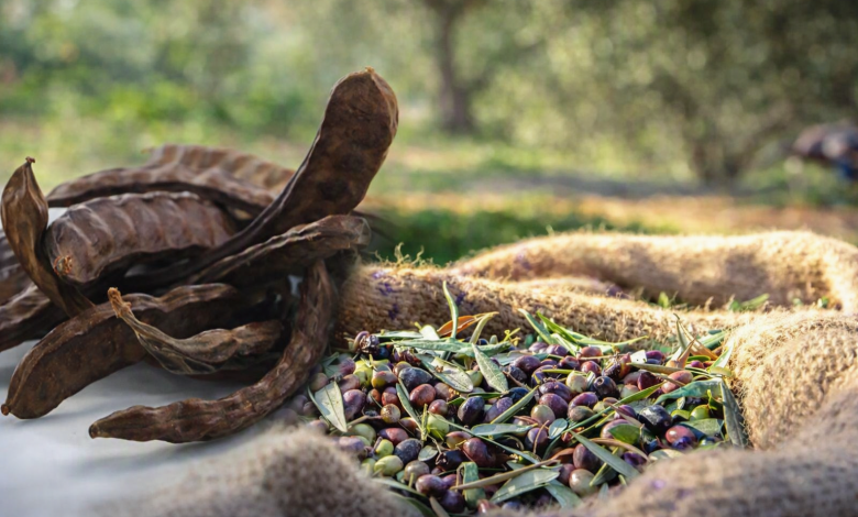 Güzelyurt'ta zeytin ve harup hasat tarihleri belirlendi