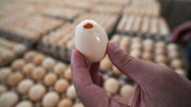 İngiltere'de salmonella salgınında 1 kişi öldü, 207 vaka tespit edildi
