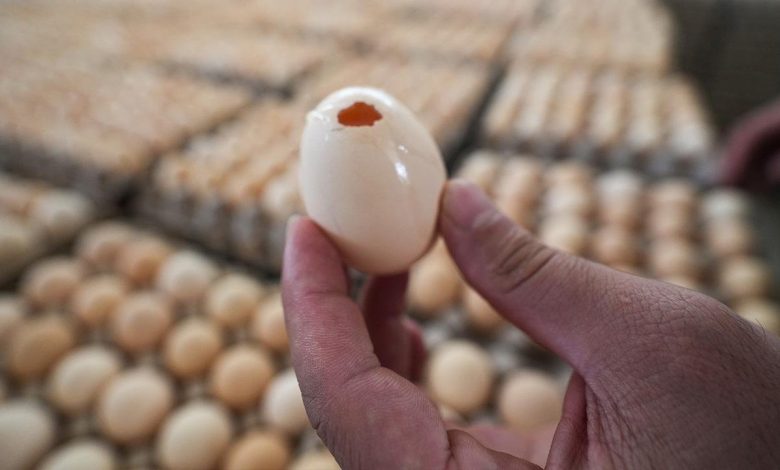 İngiltere'de salmonella salgınında 1 kişi öldü, 207 vaka tespit edildi