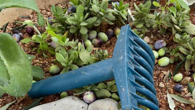 İskele'de erkenci zeytin hasadına yarın başlanabilecek