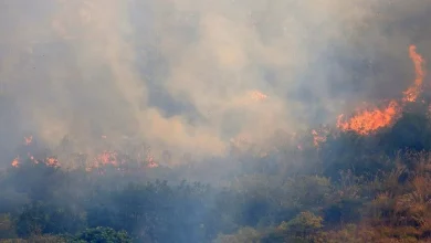 WWF: İtalya'da bu yaz çıkan orman yangınlarında 70 bin hektar alan kül oldu
