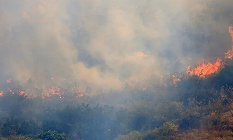 WWF: İtalya'da bu yaz çıkan orman yangınlarında 70 bin hektar alan kül oldu