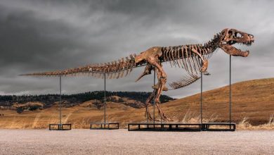 Araştırma, T-rex'in vücut ısısının insanlarınkine benzer olduğuna işaret ediyor