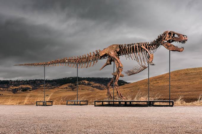 Araştırma, T-rex'in vücut ısısının insanlarınkine benzer olduğuna işaret ediyor