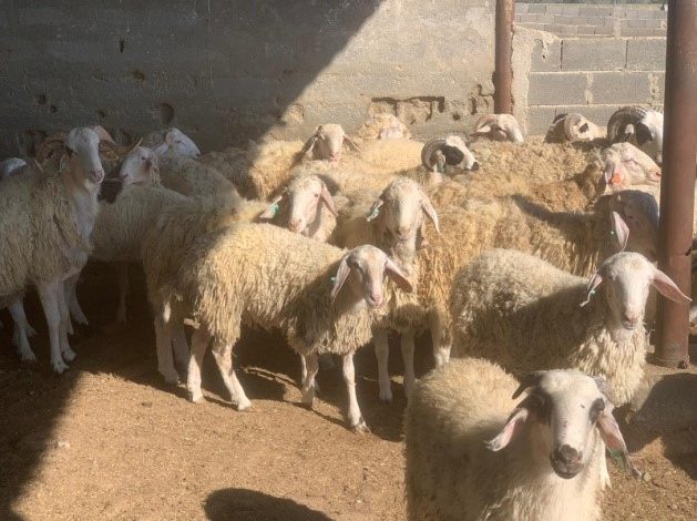 Devlet Üretme Çiftlikleri Dairesi’nden kasaplık hayvan satışı duyurusu