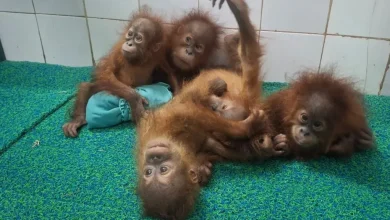 Hindistan'da ormanlık alanda beş yavru orangutan bulundu: Hayvan kaçakçılığı soruşturması başlatıldı
