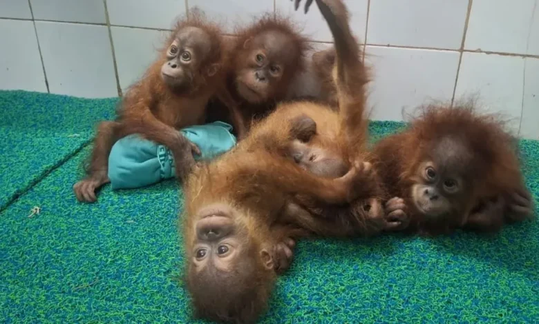 Hindistan'da ormanlık alanda beş yavru orangutan bulundu: Hayvan kaçakçılığı soruşturması başlatıldı