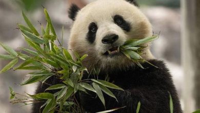 Şi'nin ziyaretinin ardından ABD'ye gönderilmesine karar verilen 2 panda yola çıktı
