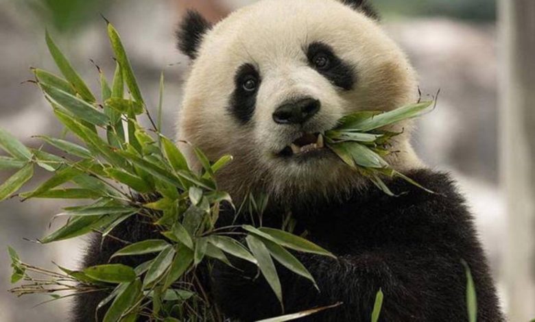 Şi'nin ziyaretinin ardından ABD'ye gönderilmesine karar verilen 2 panda yola çıktı