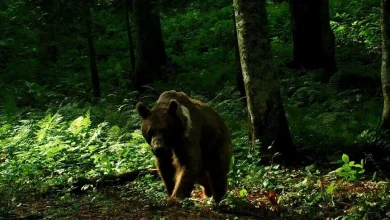 Tokyo'da, gevşetilen kurallar kapsamında ilk kez bir ayı vurularak öldürüldü