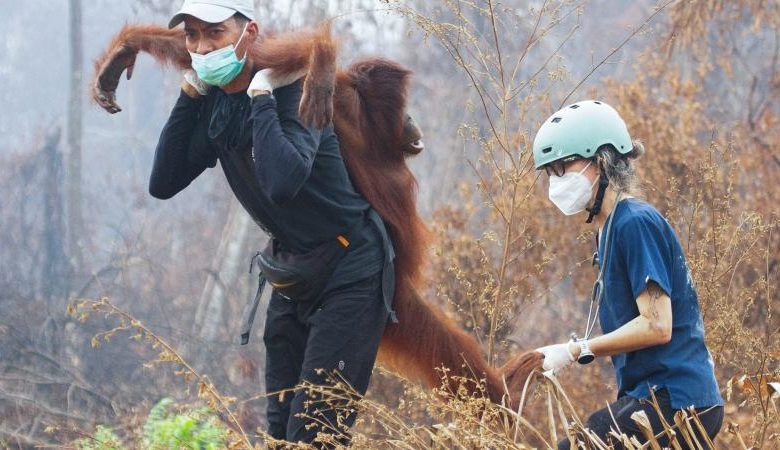 Endonezya'da yangın alarmı: Orangutanları kurtarmak için zamanla yarış