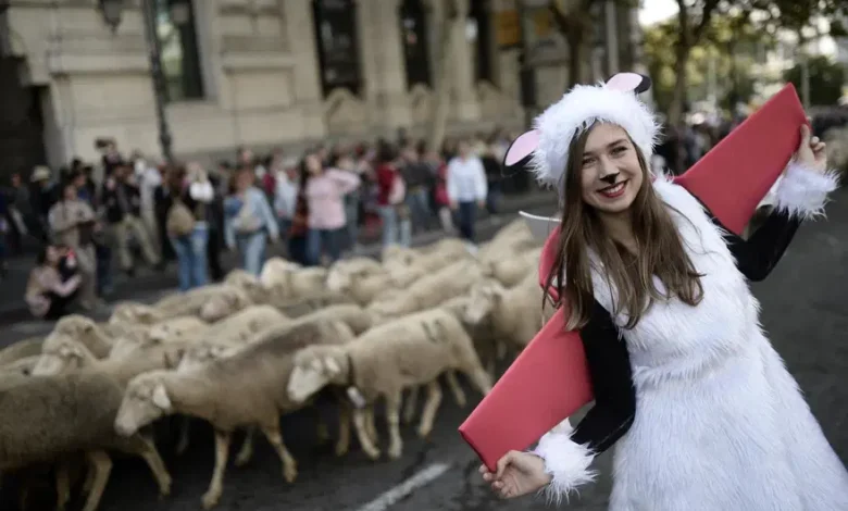 Madrid'in ünlü şenliğinde 1000'den fazla koyun kent merkezinde yürüdü