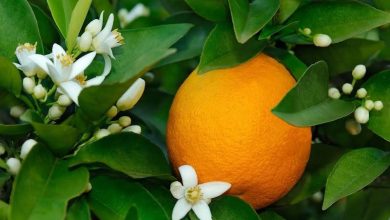 Narenciye Üreticileri Birliği Derneği hala ürün ödemelerinin yapılmadığına işaret etti