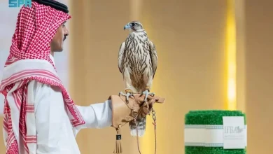 Suudi Arabistan'daki bir müzayedede iki yavru şahin 374 bin riyale satıldı