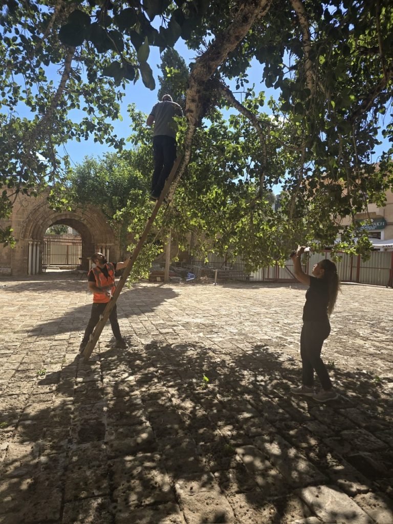Tarihi Cümbez ağacındaki zararlıya biyolojik müdahale