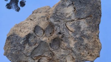 Tavşanlı Höyük kazılarında yaklaşık 4 bin yıllık pati izleri bulundu